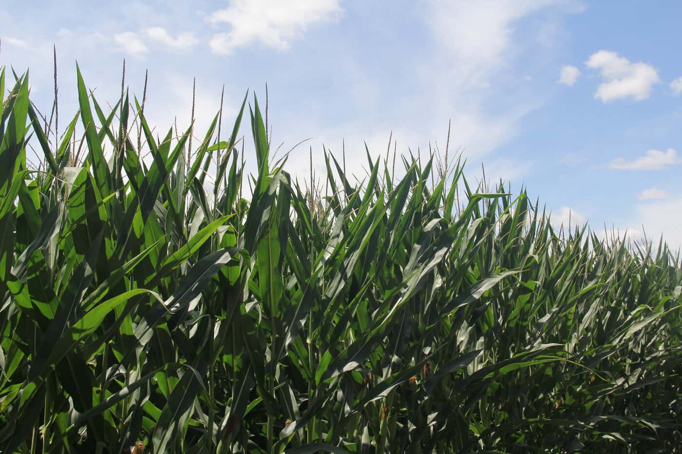 A Midwest cornfield rising into a clear summer sky.
